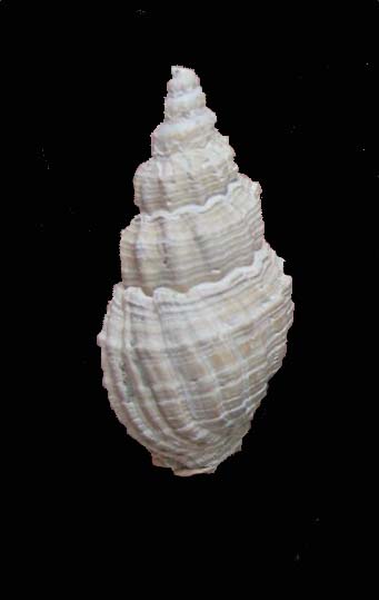 Phos polygonum (Brocchi, 1814) - Pliocene